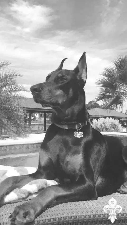 Doberman em preto e branco