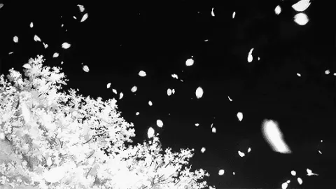Banner de Pétalas de Sakura em Preto e Branco
