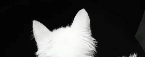 Banner de Gato Branco Minimalista