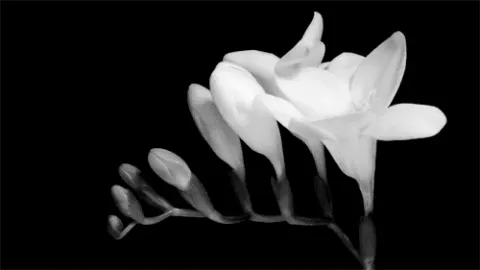 Flor florescendo em preto e branco