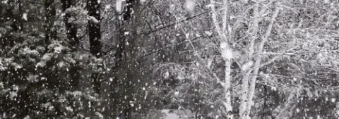 Banner de neve caindo na floresta
